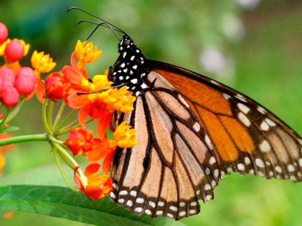 Monarch Migration butterfly 3