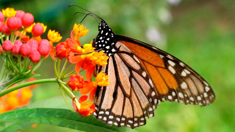 Monarch Migration butterfly 3