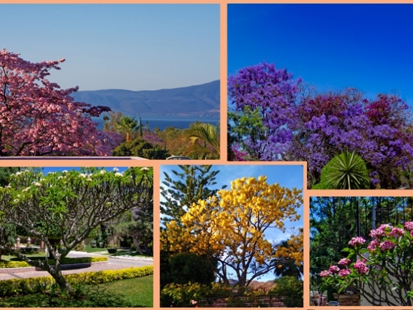 FLOWERING TREES 11