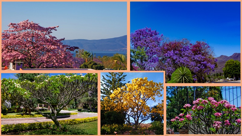FLOWERING TREES 11