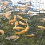 Ajijic Letter I2 Fish
