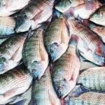 Ajijic Letter I2 Fish