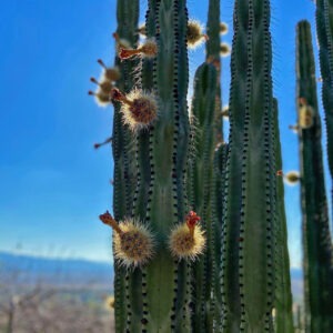 Pitaya